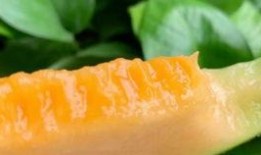 到新疆的网红吃哈密瓜,尽享哈密瓜甜蜜之旅